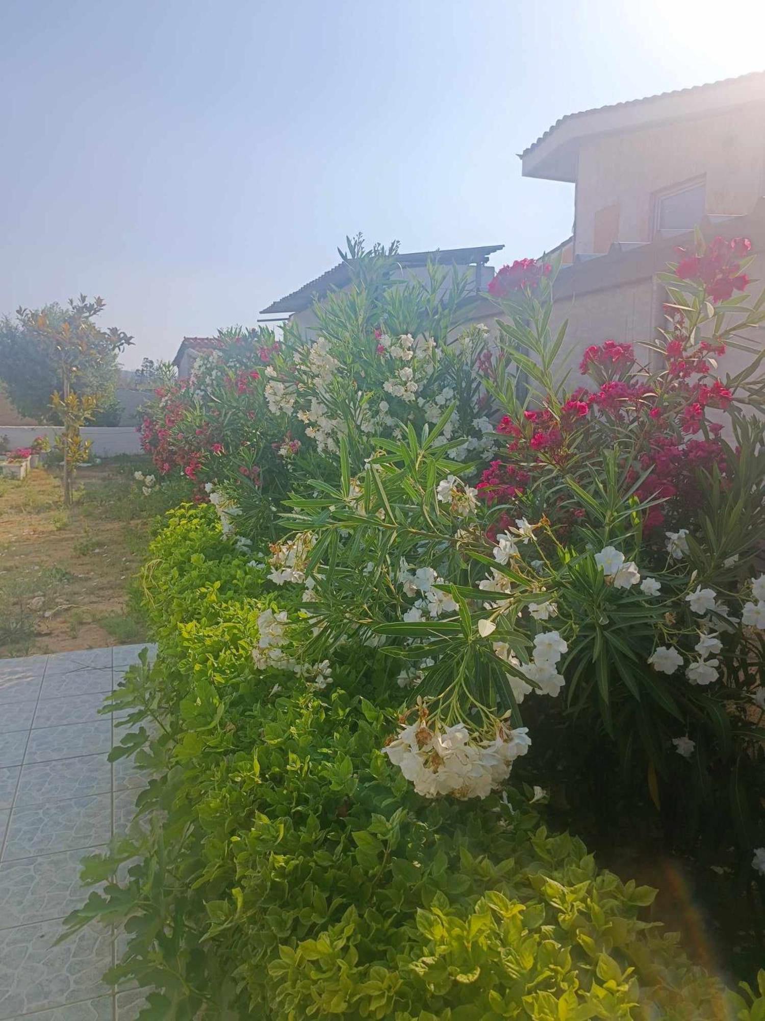 New Olivka House Villa Anávyssos Eksteriør bilde